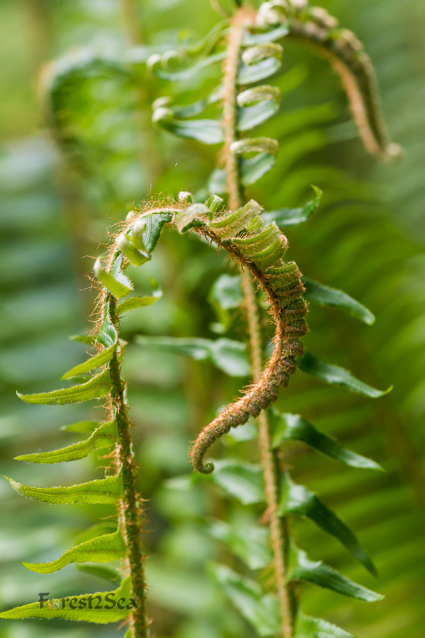 Near Lake Crescent, Port Angeles