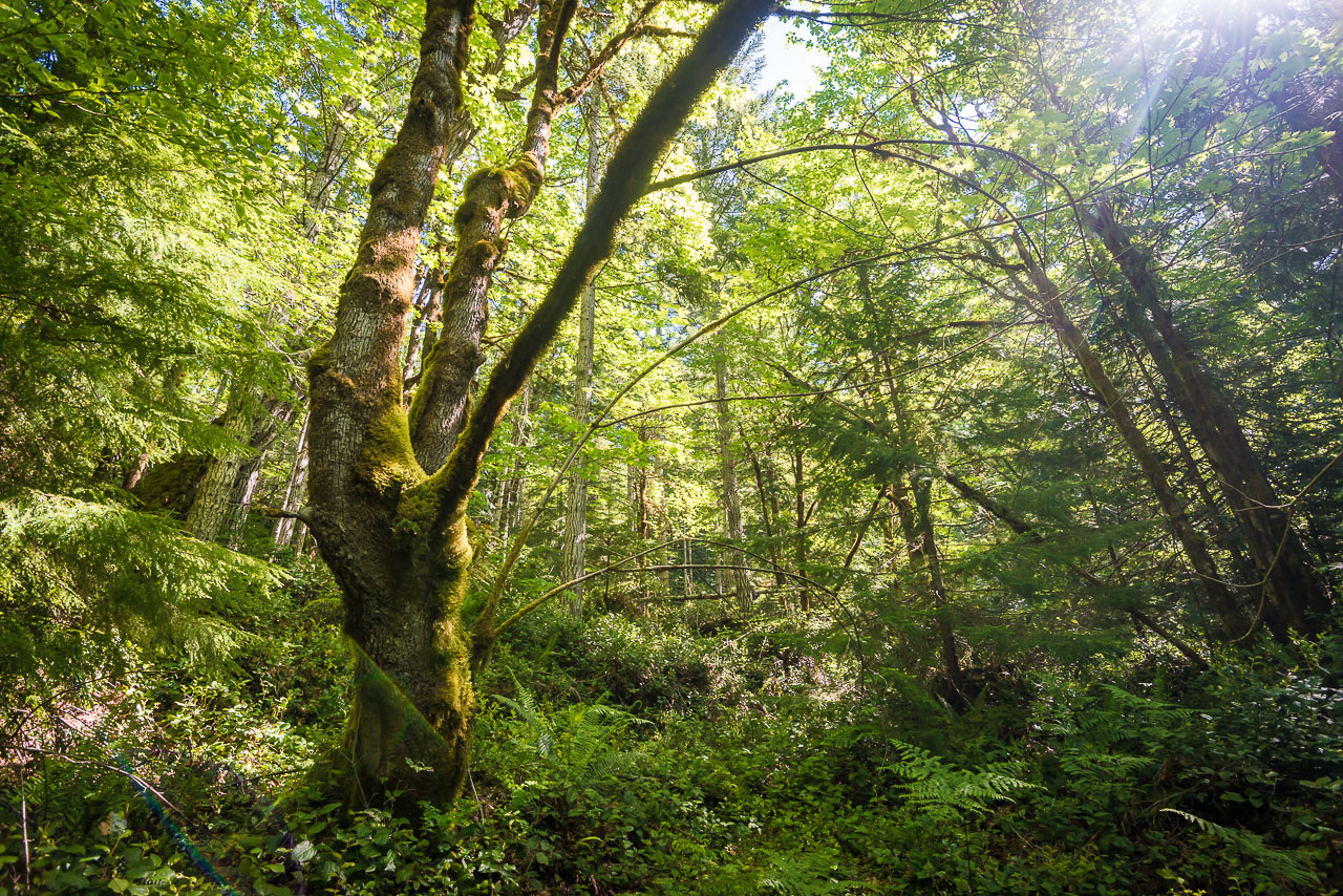 Near Lake Crescent, Port Angeles