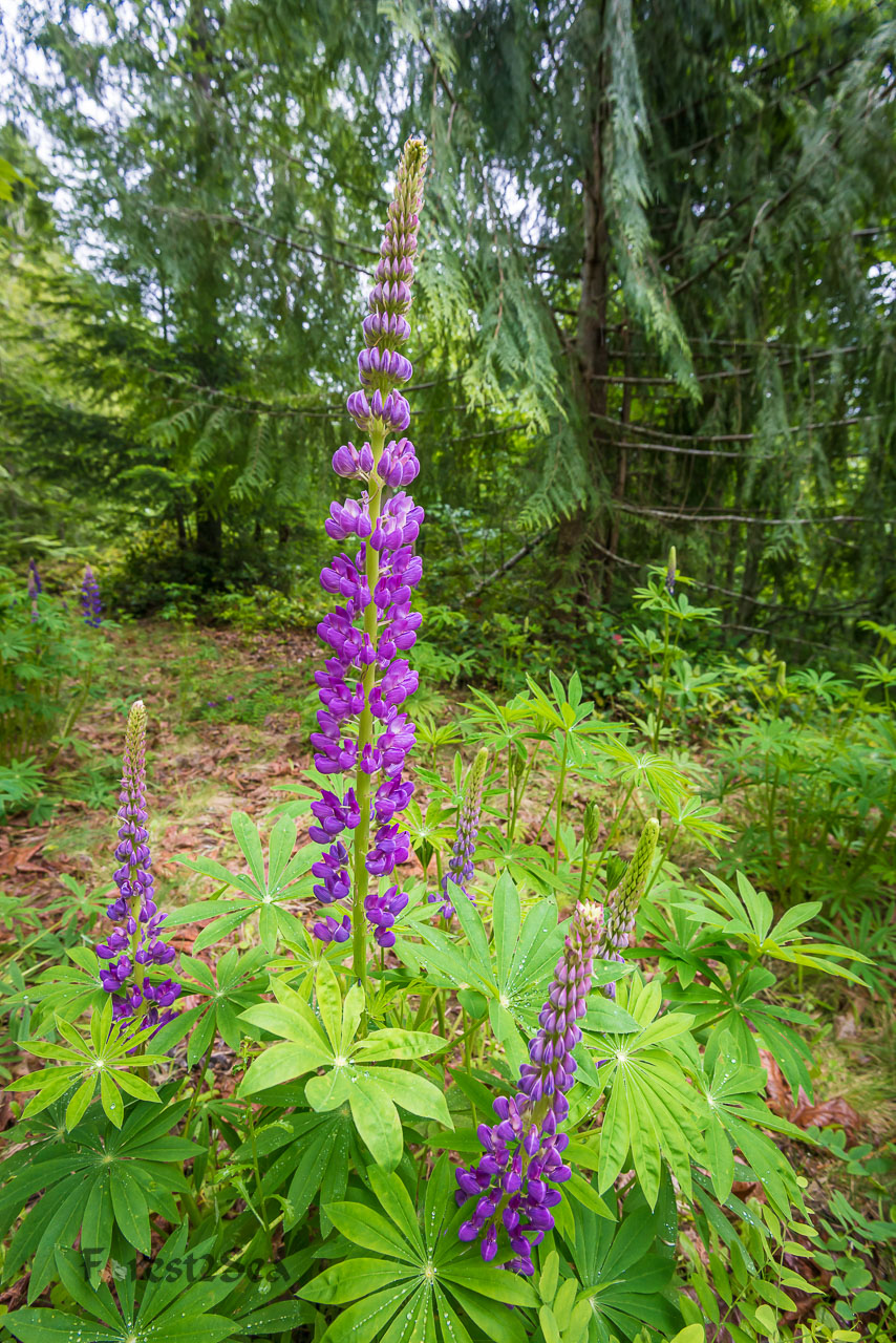 Near Lake Crescent, Port Angeles