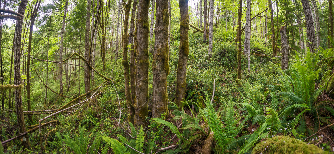 Near Lake Crescent, Port Angeles