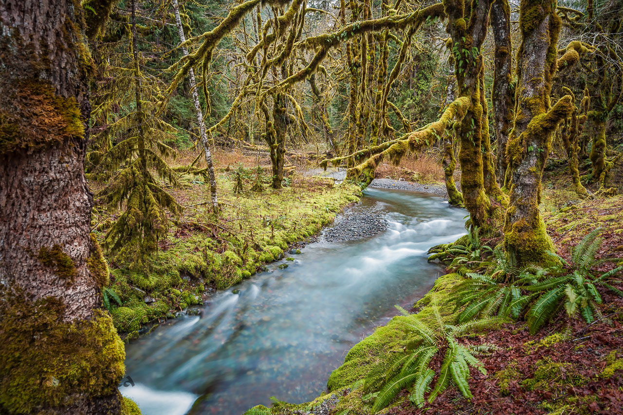 Elk Creek, Olympic National Park