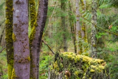 Olson Road Forest