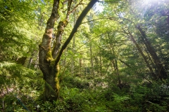 Near Lake Crescent, Port Angeles