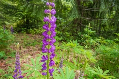 Near Lake Crescent, Port Angeles