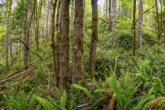 Near Lake Crescent, Port Angeles