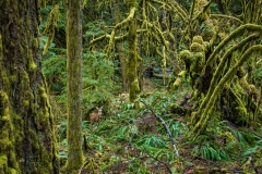 Elwha Valley, Olympic National Park