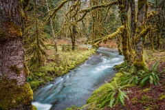 Elk Creek, Olympic National Park