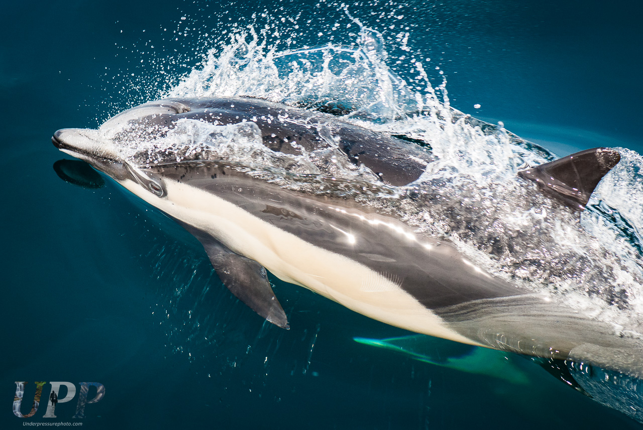 Breaching Dolphin