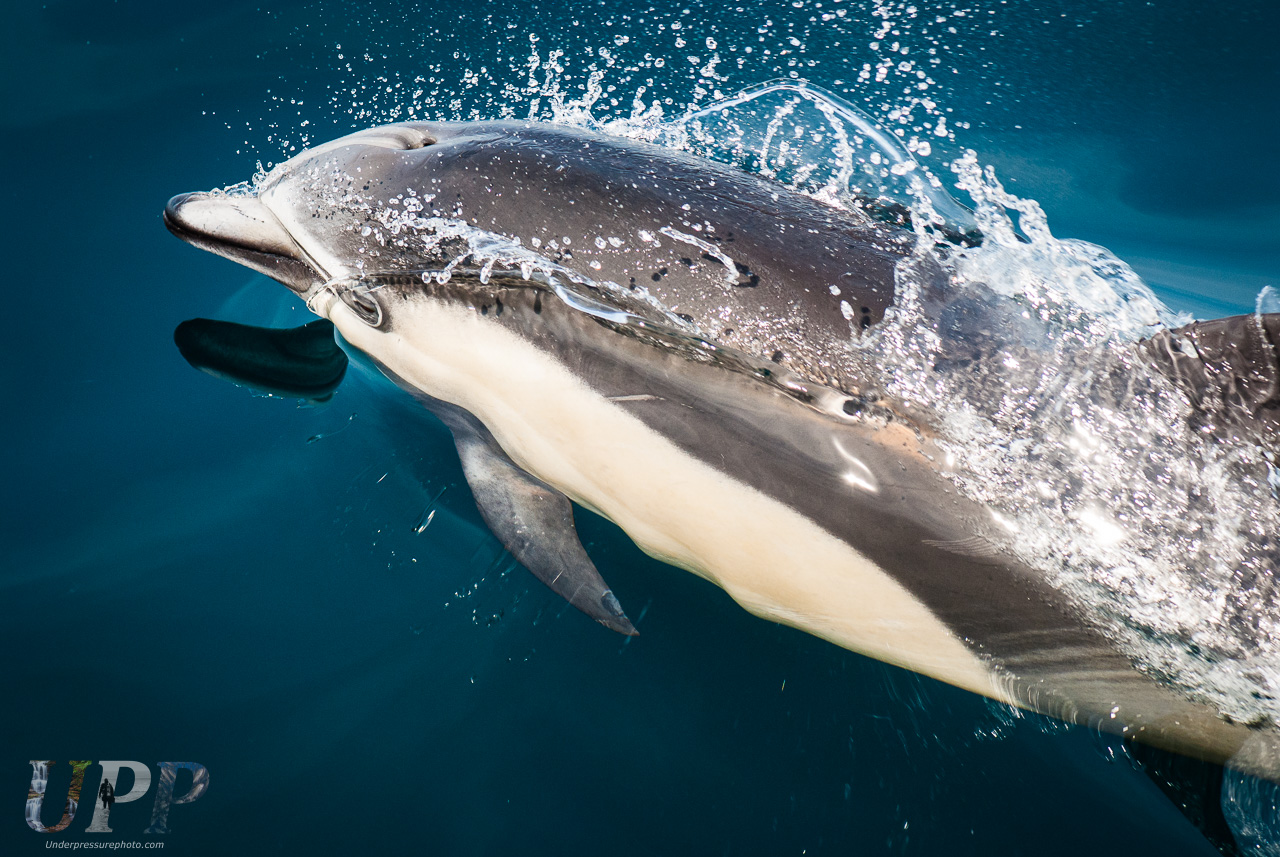 Breaching Dolphin
