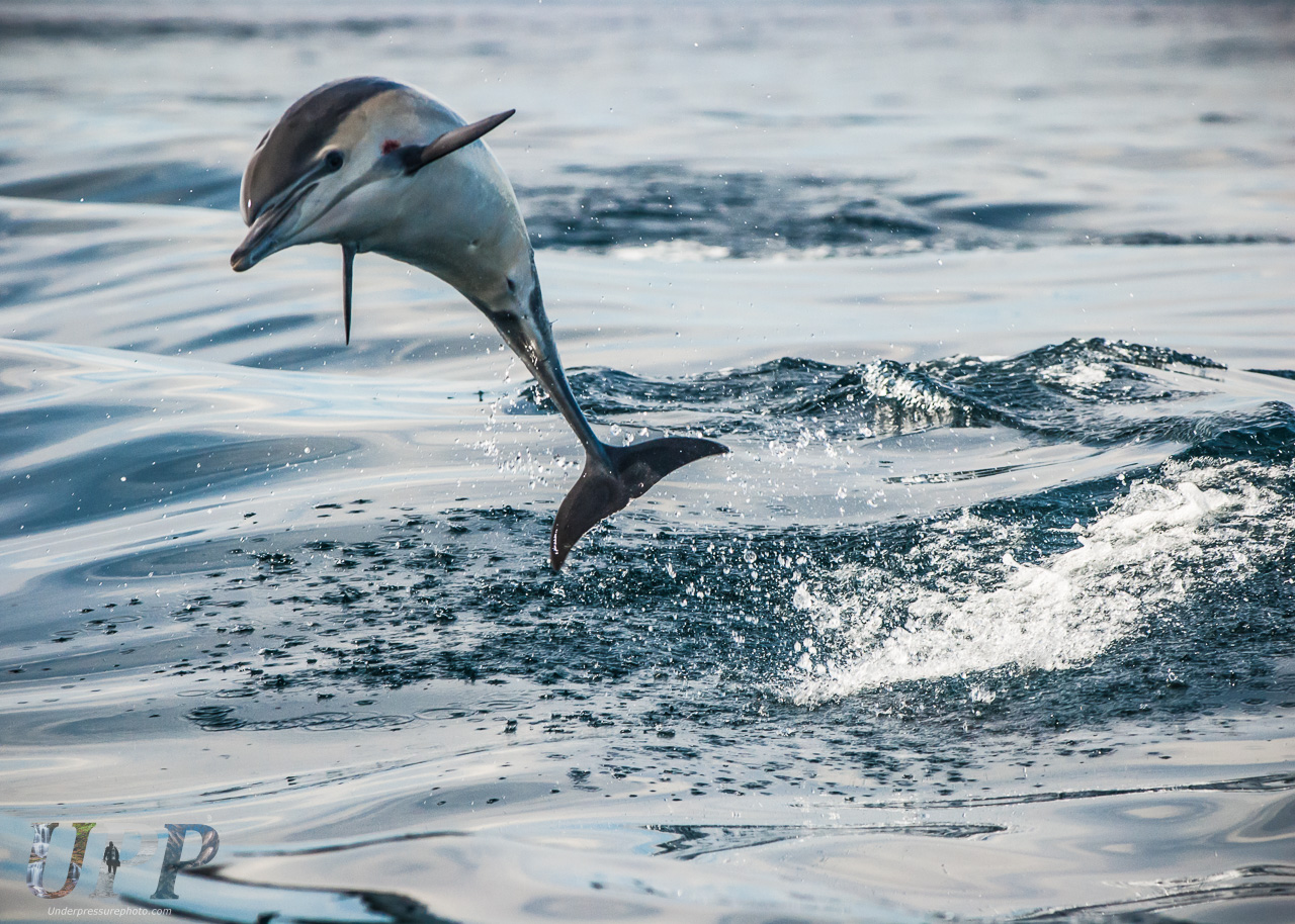 Surfing the Wake