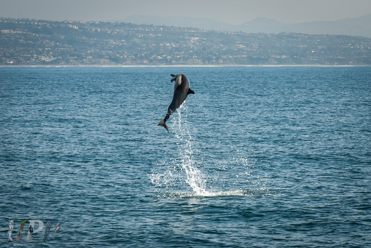 Leaping Dolphin