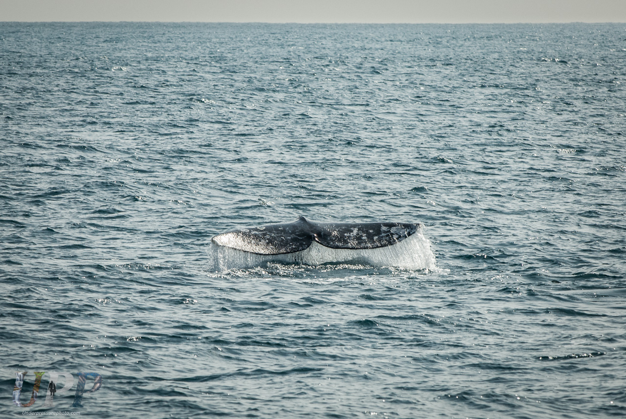 Gray Whale Diving