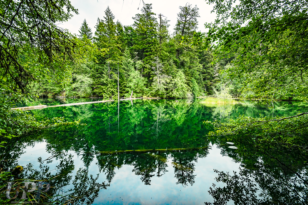 Forest Reflection