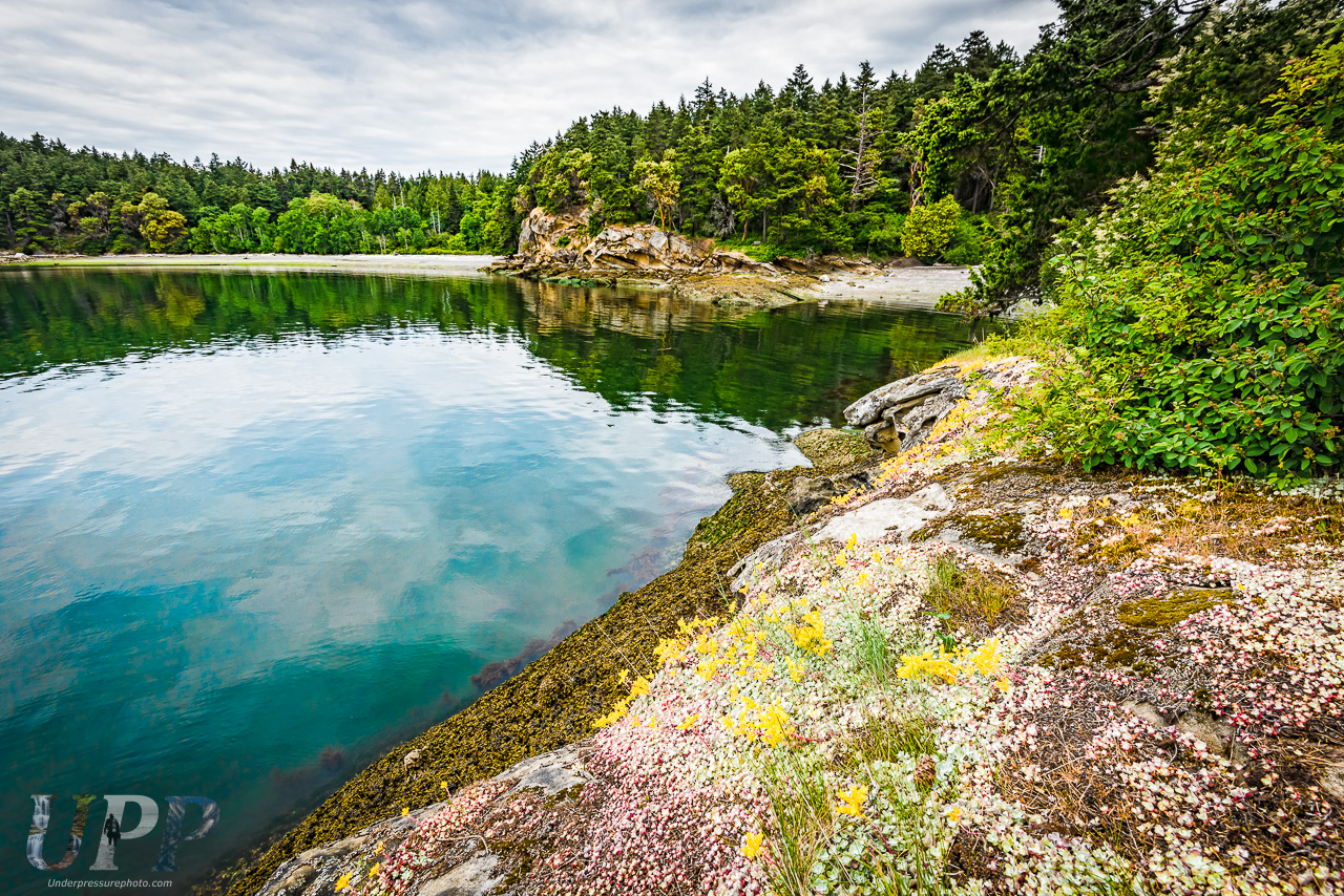Spring flowers on Sucia Island