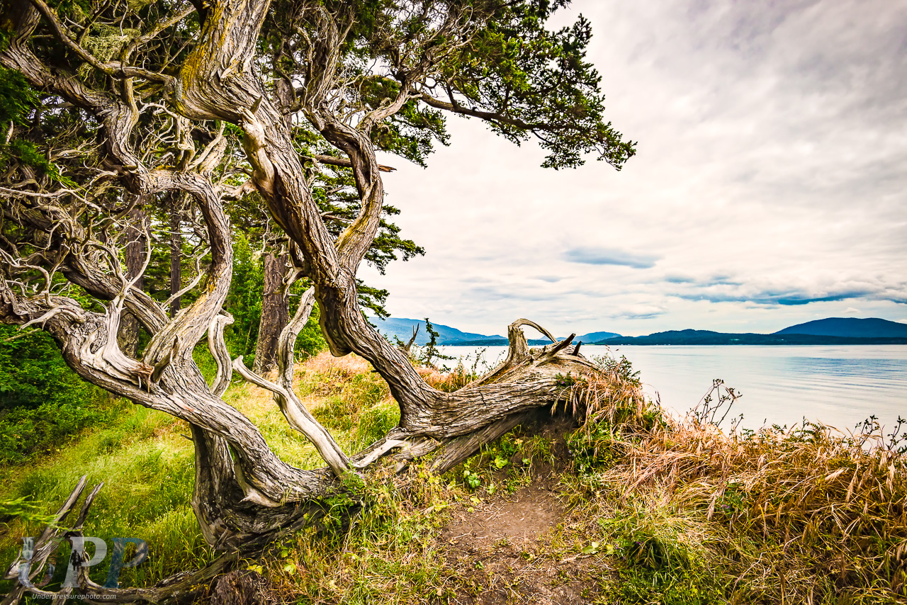 Windswept Tree on the Sea Bluff of Sucia Island