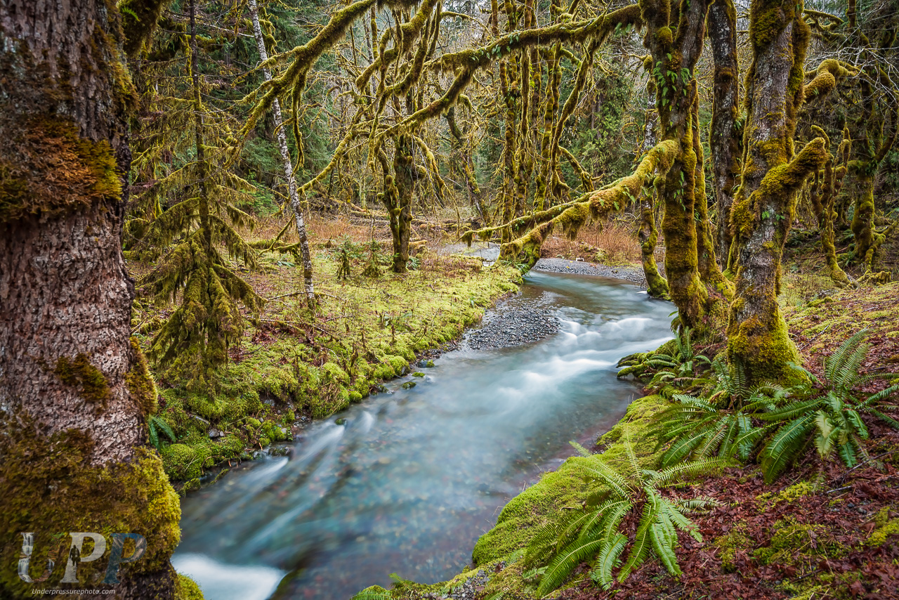 Long exposure of Elk Creek in the Staircase region of Olympic National Park.