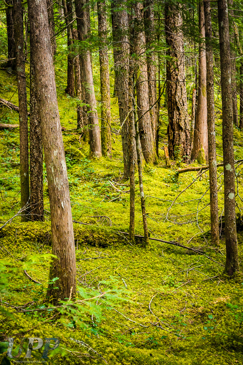 Carpeted Forest