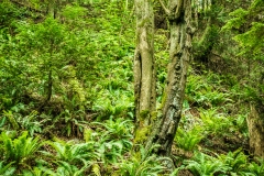 Lush ferns and trees on Sucia Island