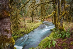 Long exposure of Elk Creek in the Staircase region of Olympic National Park.