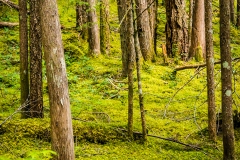 Carpeted Forest